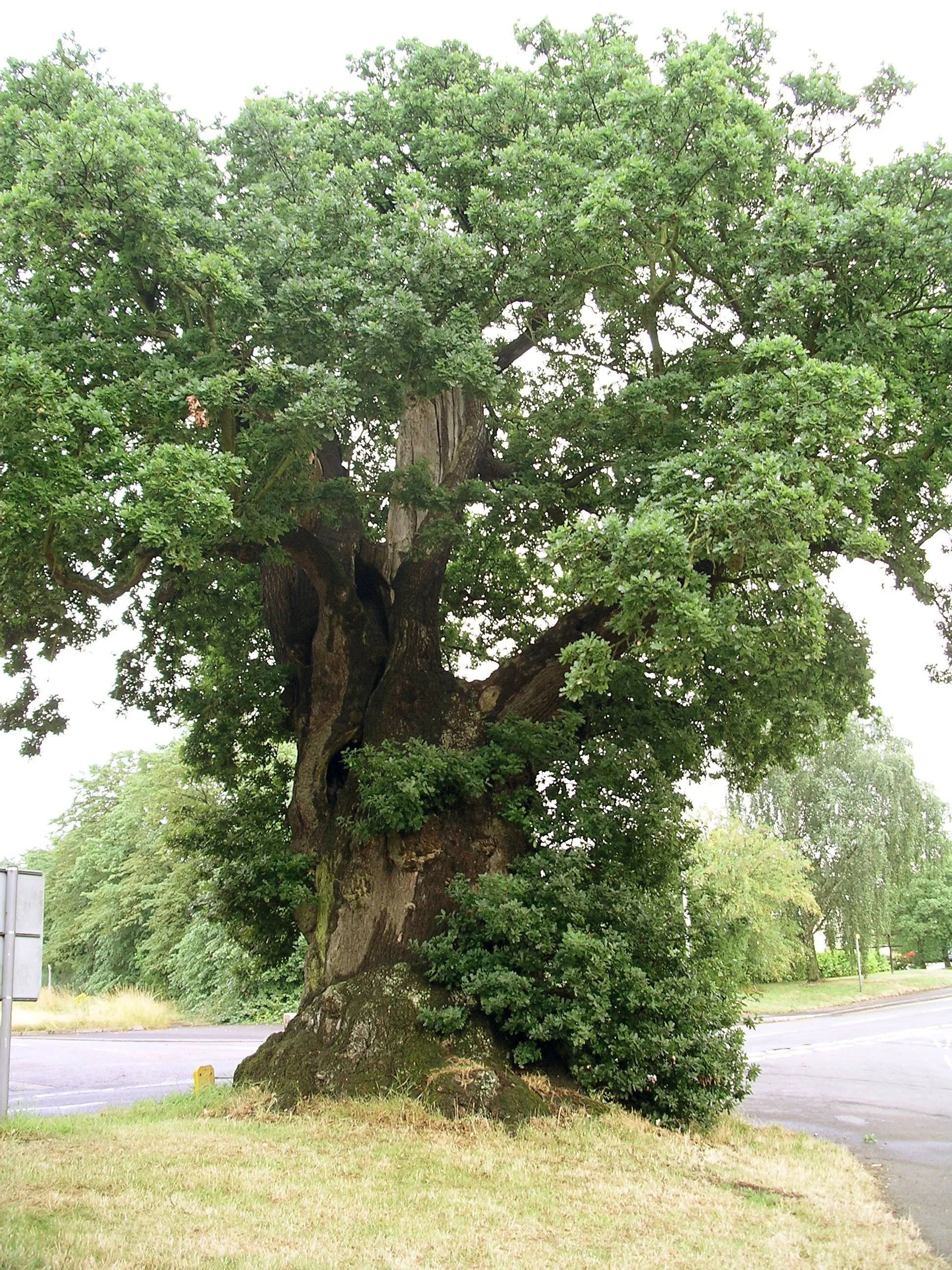 English Oak  8 Seeds  Quercus robur
