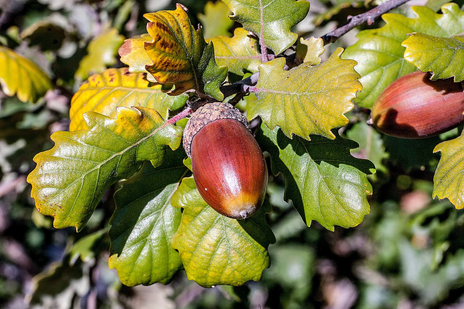 English Oak  8 Seeds  Quercus robur
