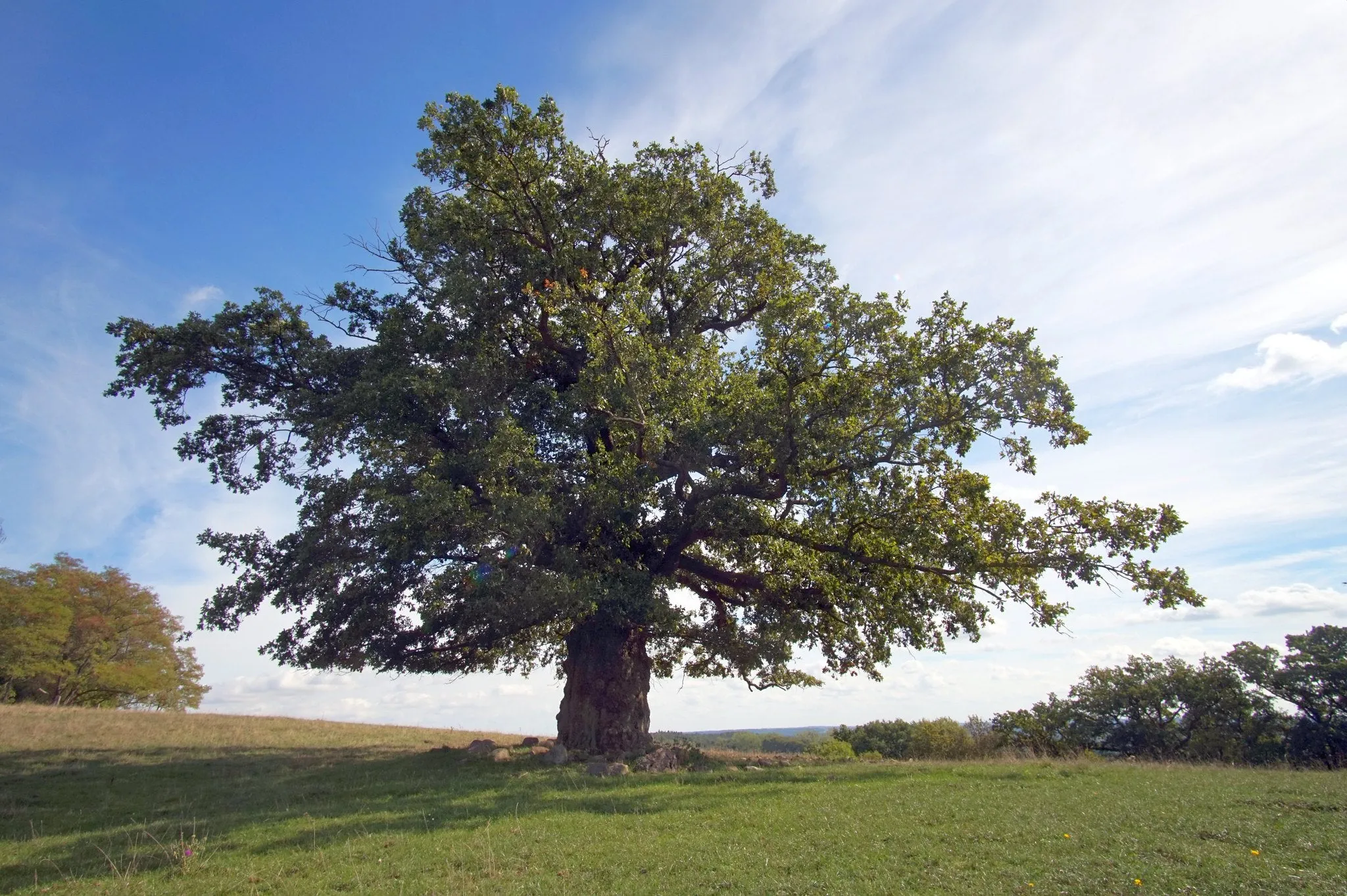 English Oak  8 Seeds  Quercus robur