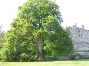 English Oak  8 Seeds  Quercus robur
