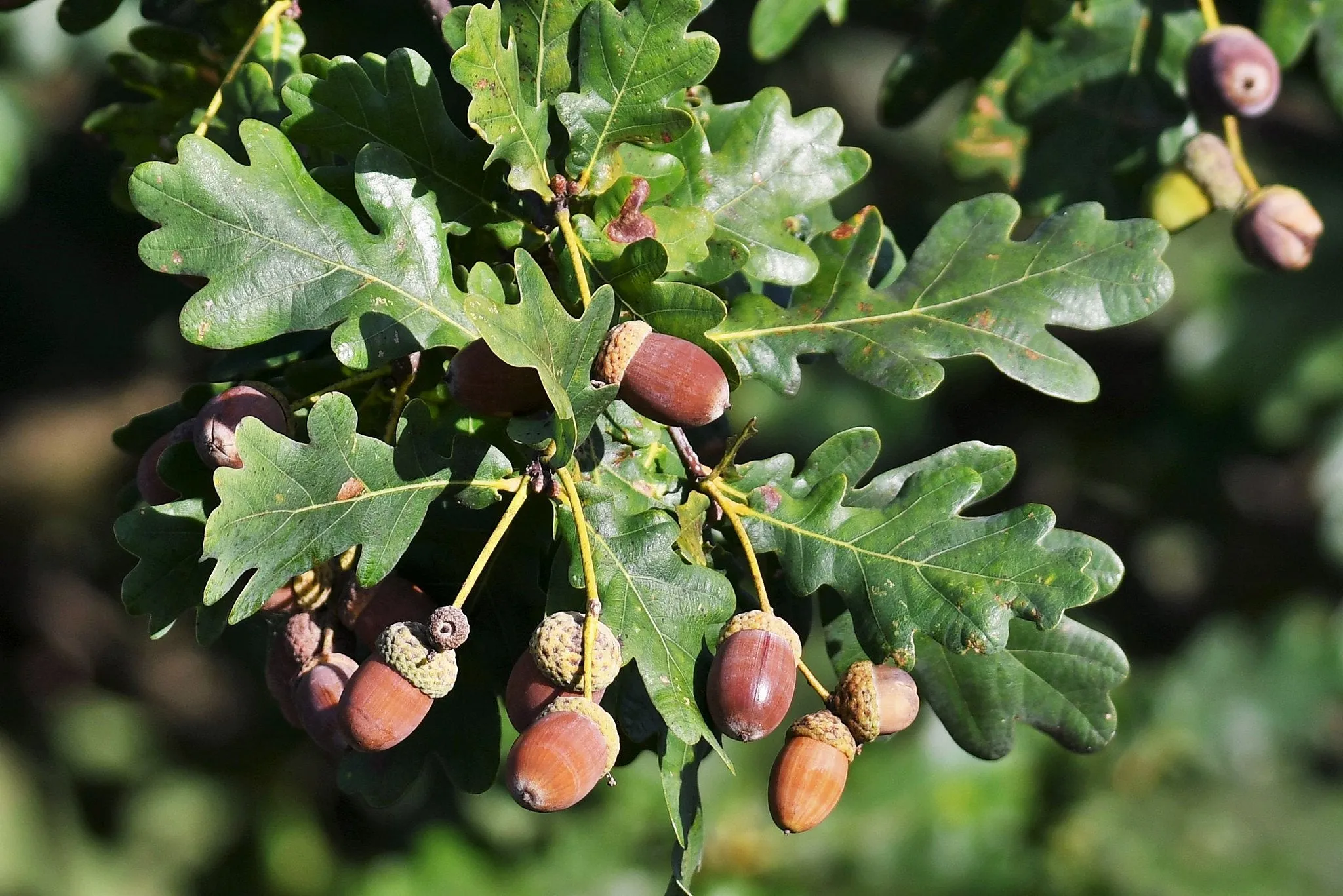 English Oak  8 Seeds  Quercus robur