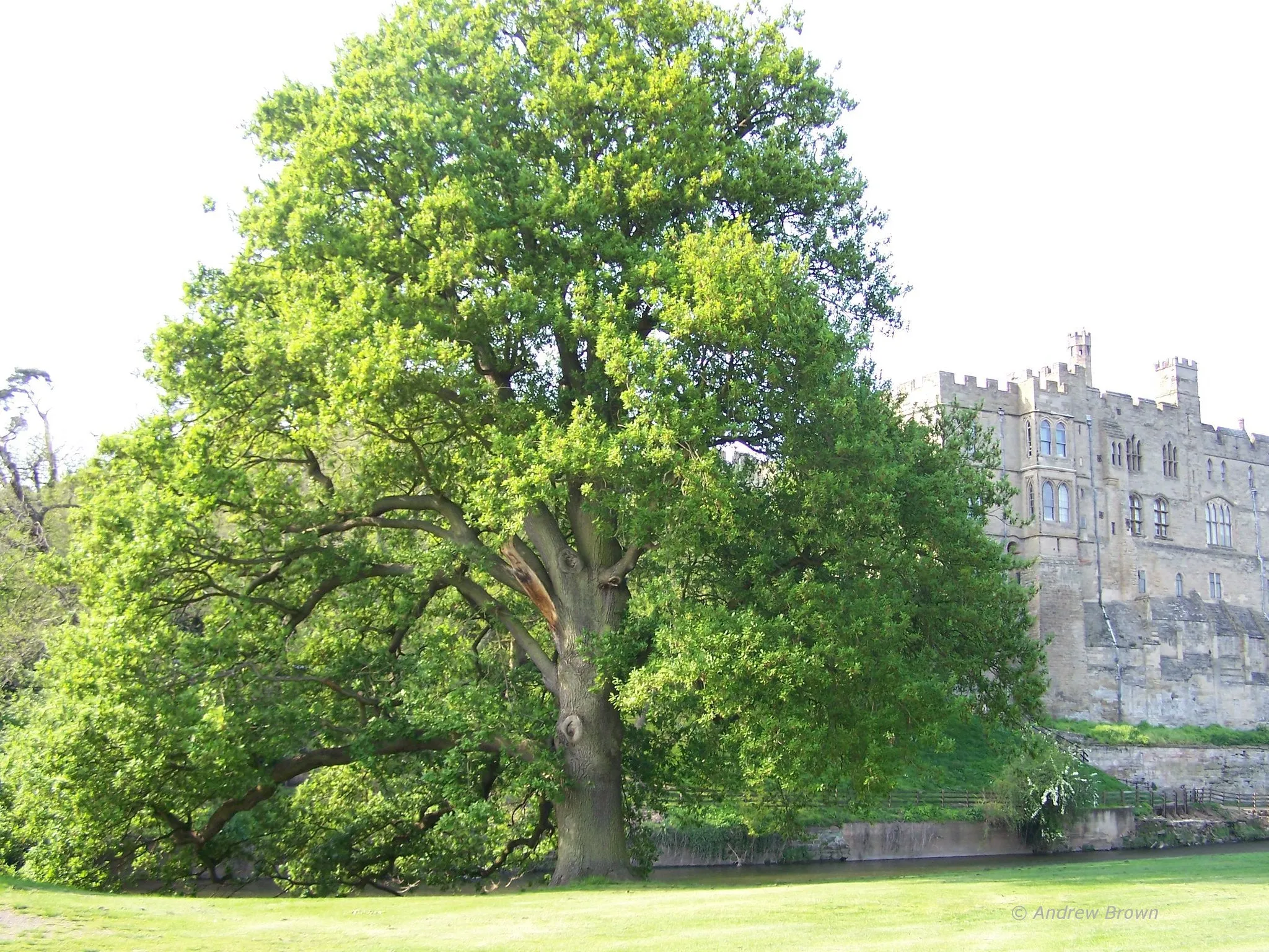 English Oak  8 Seeds  Quercus robur